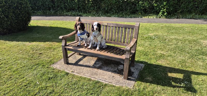 Two small dogs waiting together outdoors on a bright day
