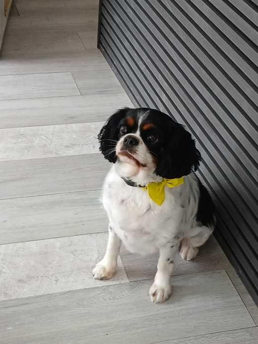 Tricolour Cavalier King Charles Spaniel in a yellow bandana sitting on grey paving